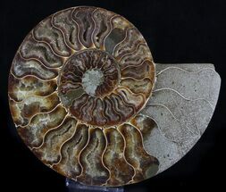 Madagascar Ammonite Fossils For Sale - FossilEra.com