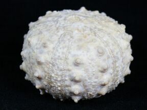 Great Goniopygus Urchin - Talsint, Morocco #4089