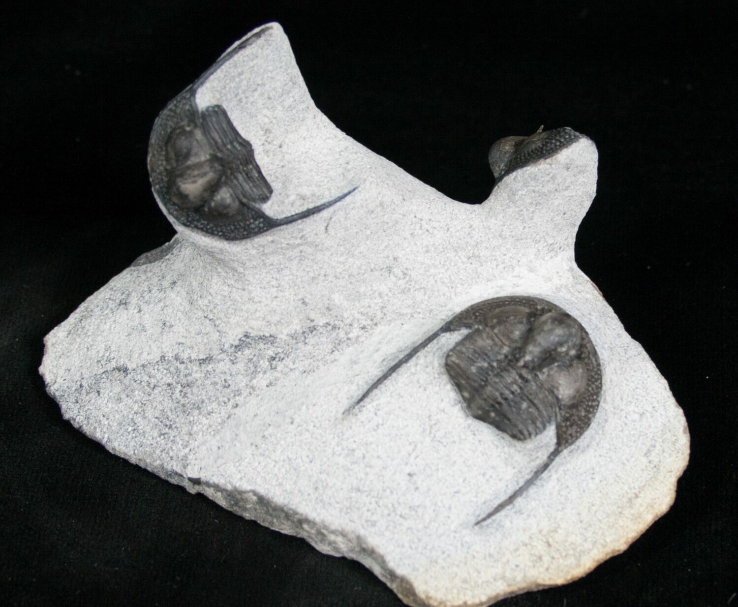 Trilobite Onnia Trilobite Plate (#4094) For Sale - FossilEra.com