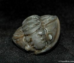 Enrolled Flexicalymene Trilobite - Defensive Posture #498