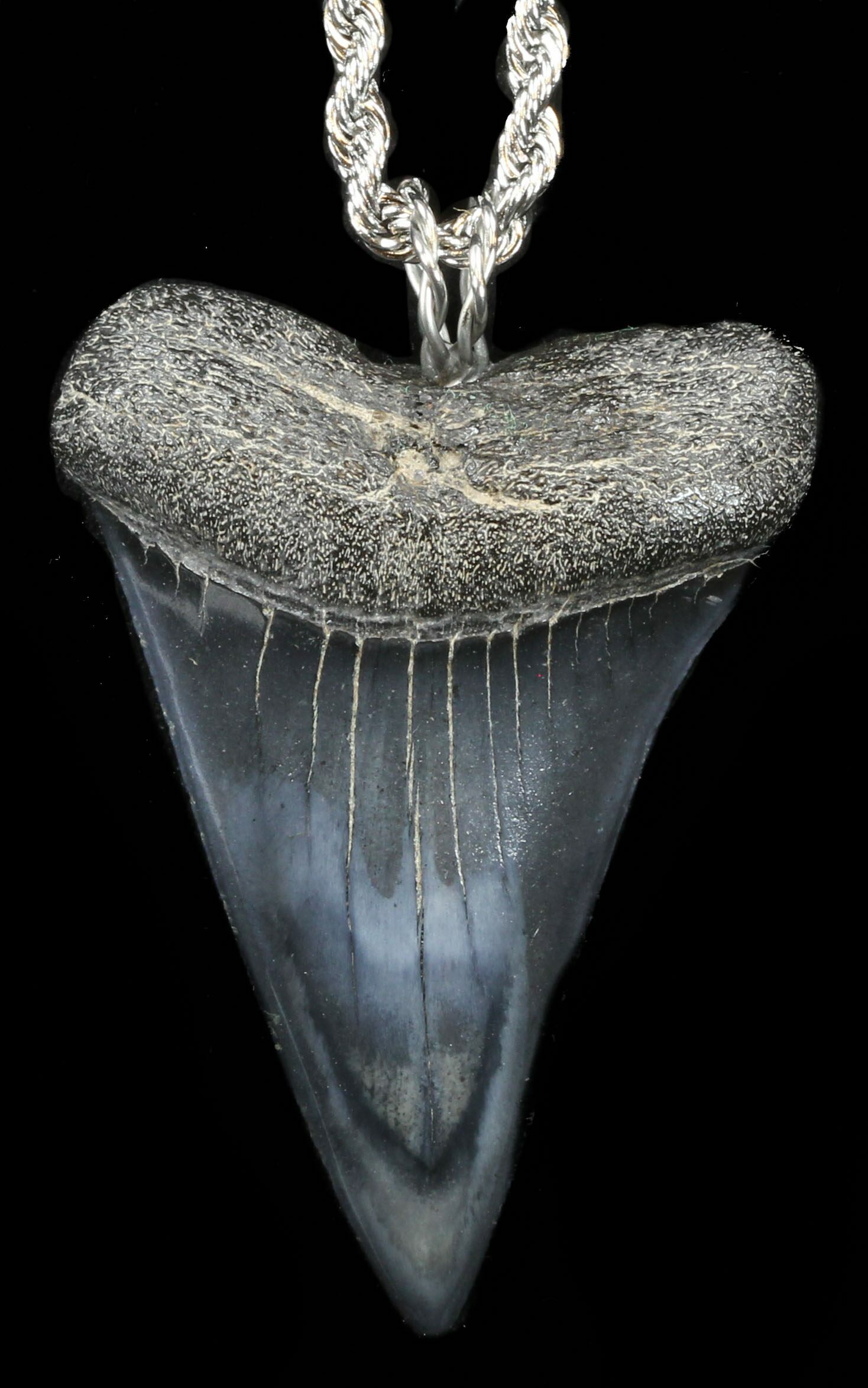 1.9" Fossil Mako Shark Tooth Necklace For Sale (#38544) - FossilEra.com