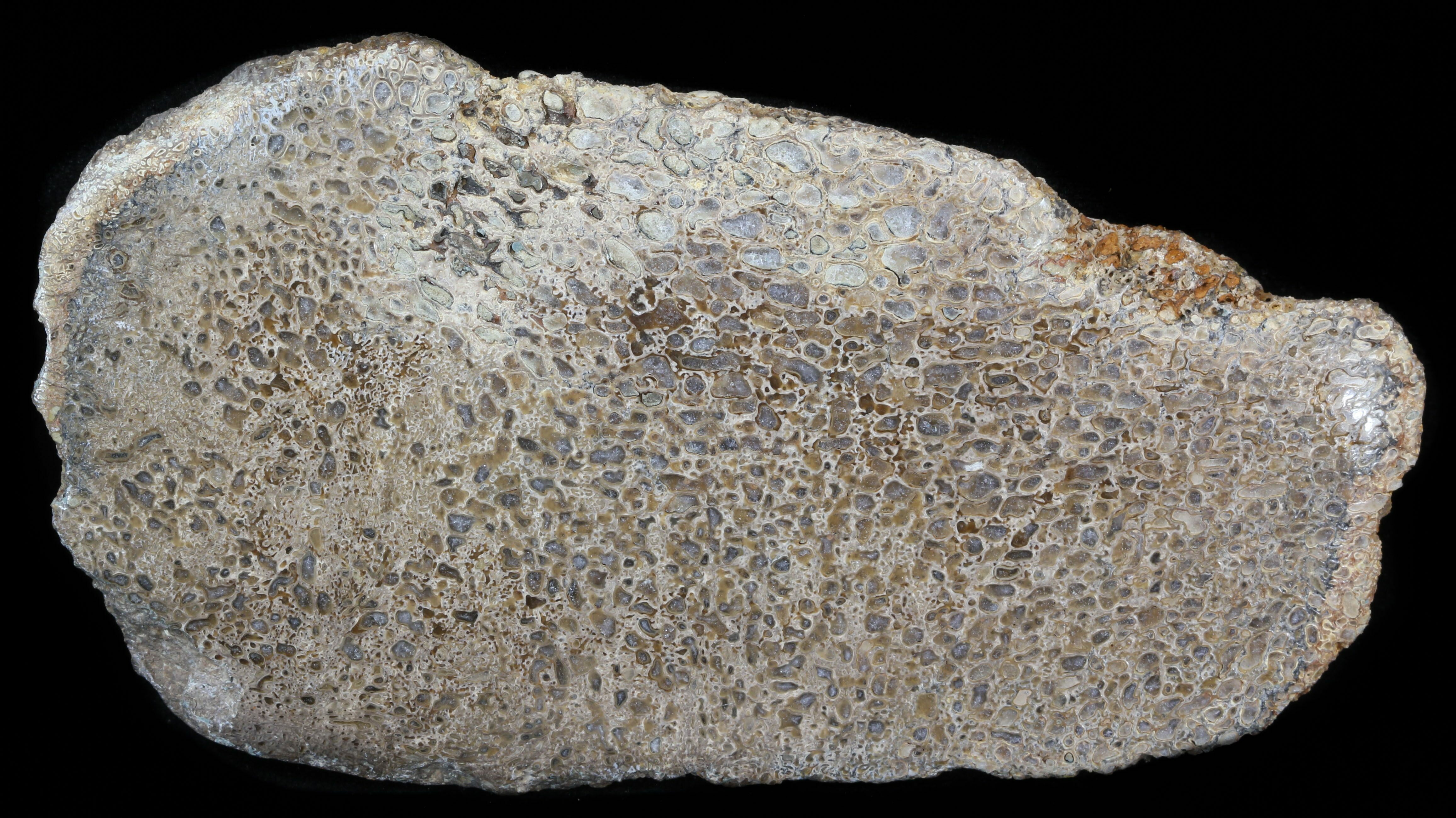 【中古】 Leprous / Bilateral kalifano-fossils-minerals-
