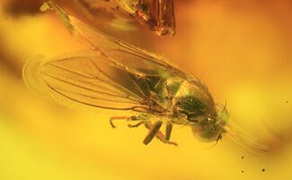 Detailed Fossil Fly In Baltic Amber - Eye Facets Visible! #38884