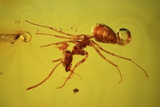 Fossil Ant & Wasp In Baltic Amber #38893