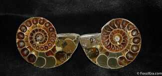 Spectacular Inch Split Ammonite Pair #508