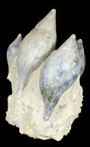 Giant Fossil Gastropod Cluster - France #38964