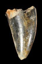 Undescribed Tyrannosaur Tooth - Aguja Formation, Texas #38982
