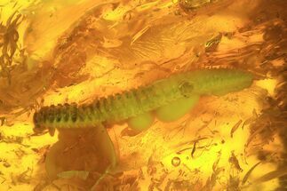 Fossil Millipede (Diplopoda) In Amber #39104