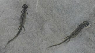 Double Permian Branchiosaur (Amphibian) Fossil #39119