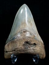 Glossy Inch St Mary's River Megalodon Tooth #4164