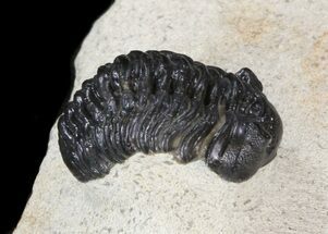 Nice Acastoides Trilobite - Foum Zguid, Morocco #39881