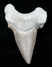 Huge Inch Otodus Tooth (ON EBAY) #4184