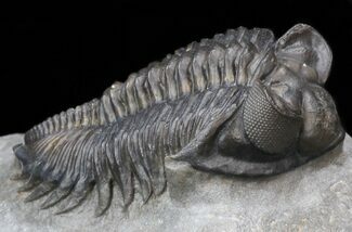 Bug-Eyed Coltraneia Trilobite - Clean Eye Facets #40125