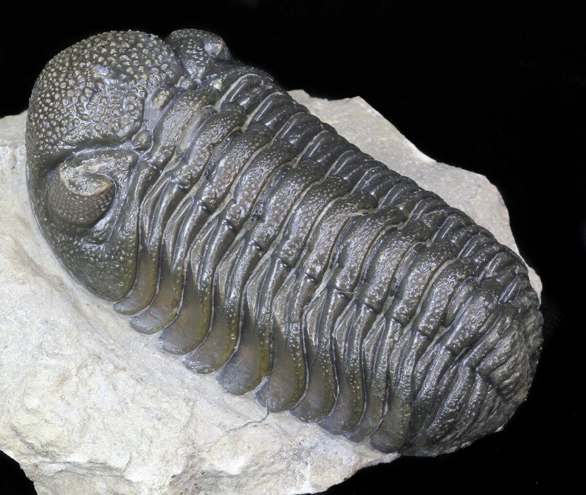 S.V.F Phacops Trilobite Specimen in display box Geological gift. 