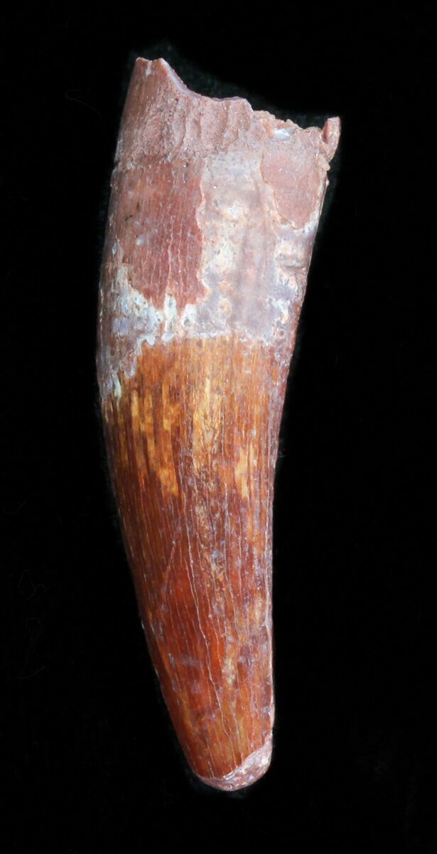 spinosaurus fossil tooth