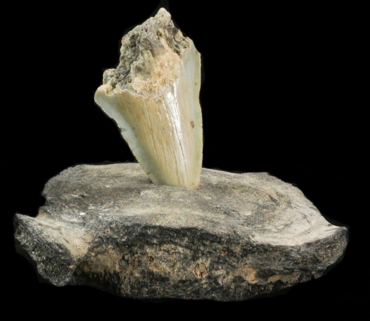 Megalodon Tooth Mounted In Fossil Whale Vertebrae For Sale (40299
