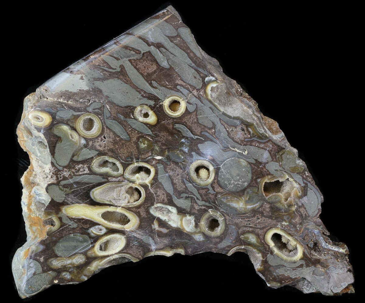 Slab Fossil Teredo (Shipworm Bored) Wood - England #40359.