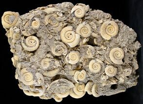 Ammonite (Dactylioceras) Cluster - Germany #24513