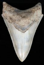 Megalodon Teeth For Sale - FossilEra.com