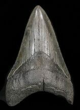 Lower Megalodon Tooth - South Carolina #39966