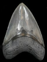 Serrated, Megalodon Tooth - South Carolina #40622