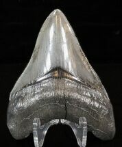 Sharp, Glossy, Megalodon Tooth - South Carolina #40623