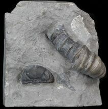 Devonian Horn Coral With Trilobite Head - New York #40694