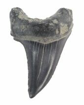 Rare Fossil Parotodus Benedini Tooth - #40043