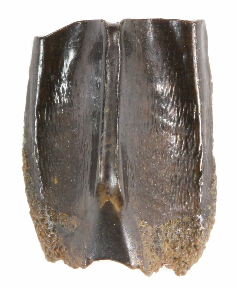 edmontosaurus teeth