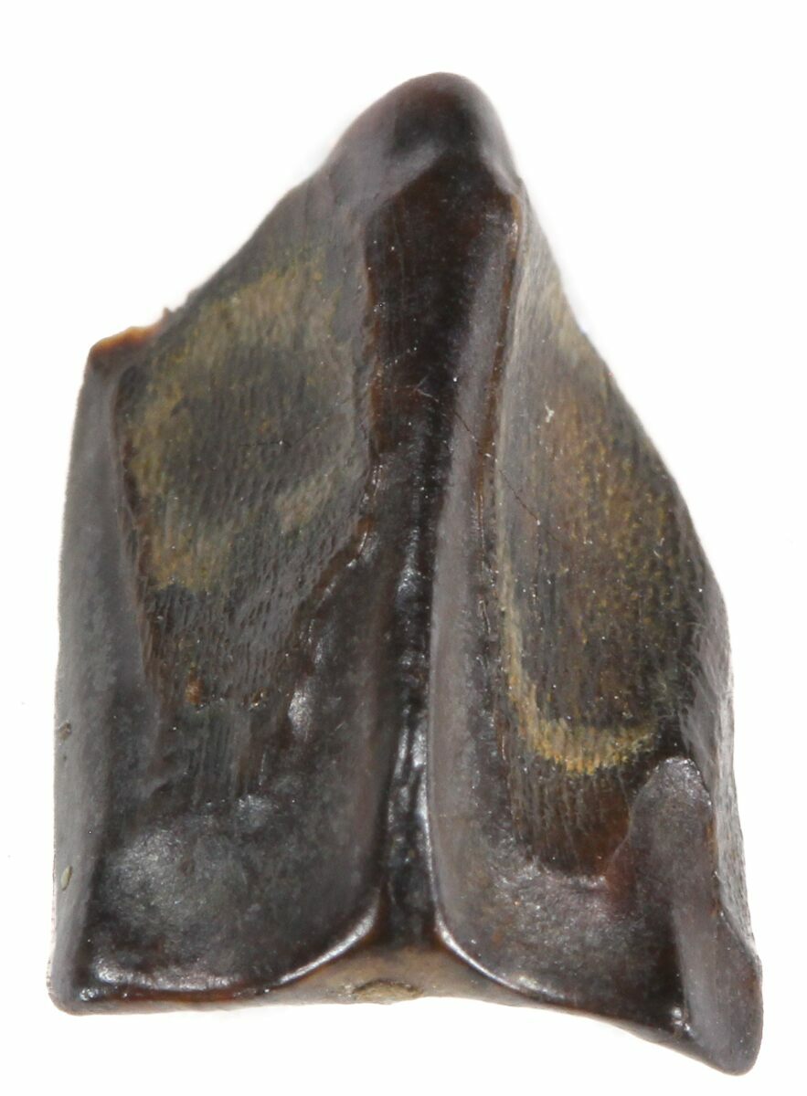 edmontosaurus teeth