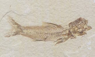 Scarce Amphiplaga Fossil Fish - Wyoming #41140
