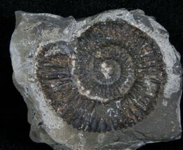 Small Dactylioceras Ammonite - Great Britain #4237