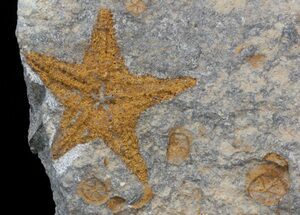 Starfish (Petraster?) & Edrioasteroids - Ordovician #41553