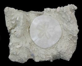 Fossil Sand Dollar (Scutella) - France #41371