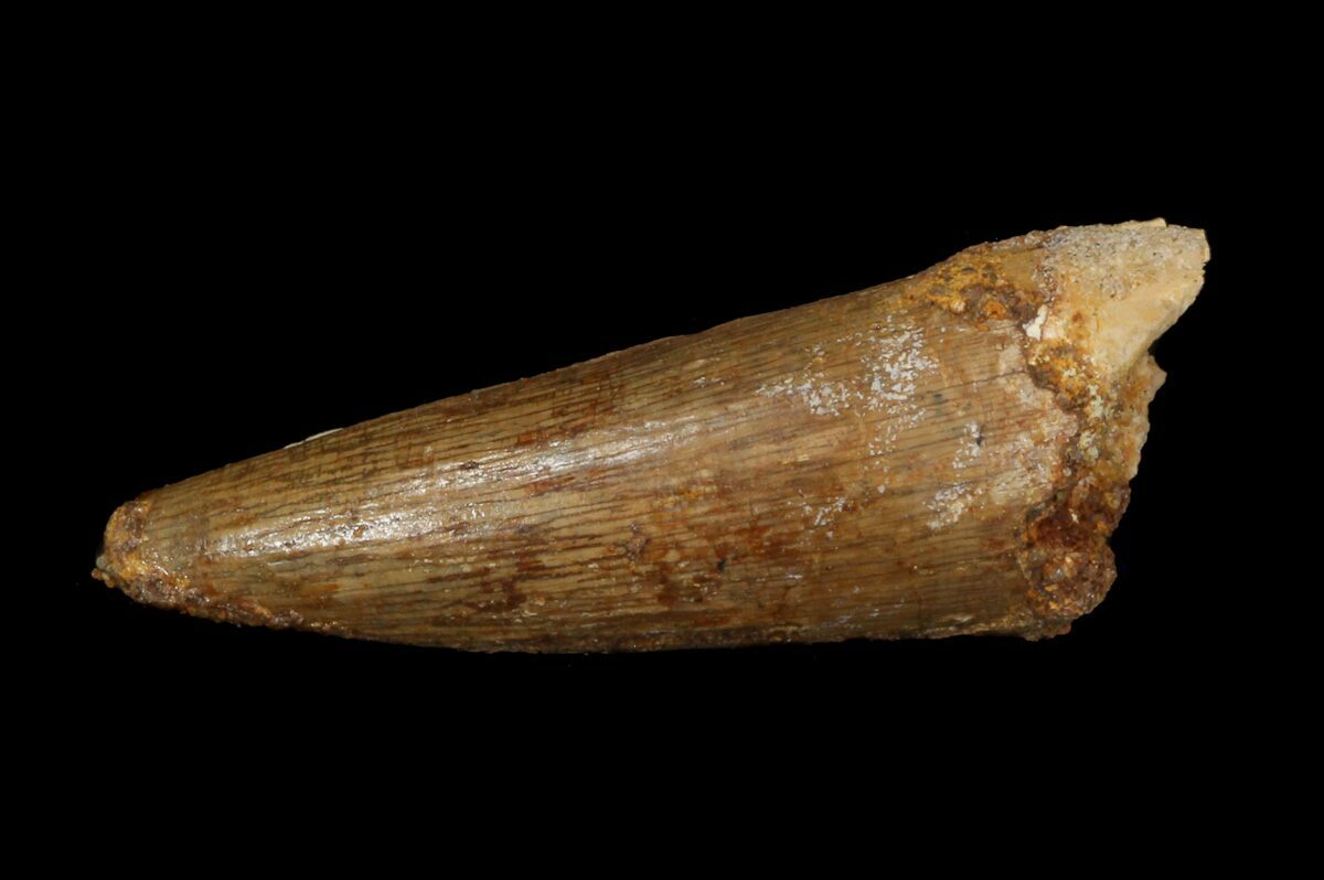 spinosaurus fossil tooth