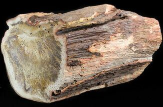 Permian Petrified Tree Fern (Tietea) Log - pounds! #41873