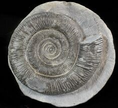 Dactylioceras Ammonite - UK #42629