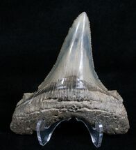 Sharp Inch Angustiden Tooth - Pre Megalodon #4318