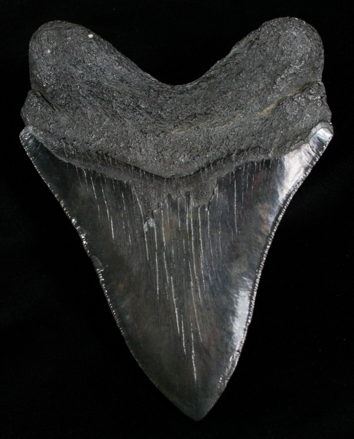 5.39 Inch Black Megalodon Shark Tooth For Sale (#4319) - FossilEra.com