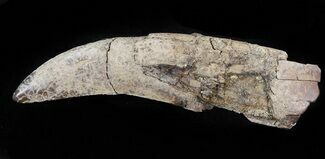 Fully Rooted Tyrannosaur Tooth - Montana #43212