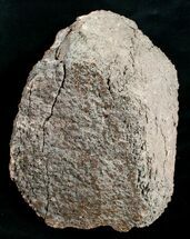 Agatized Dinosaur Bone - / lbs #4282