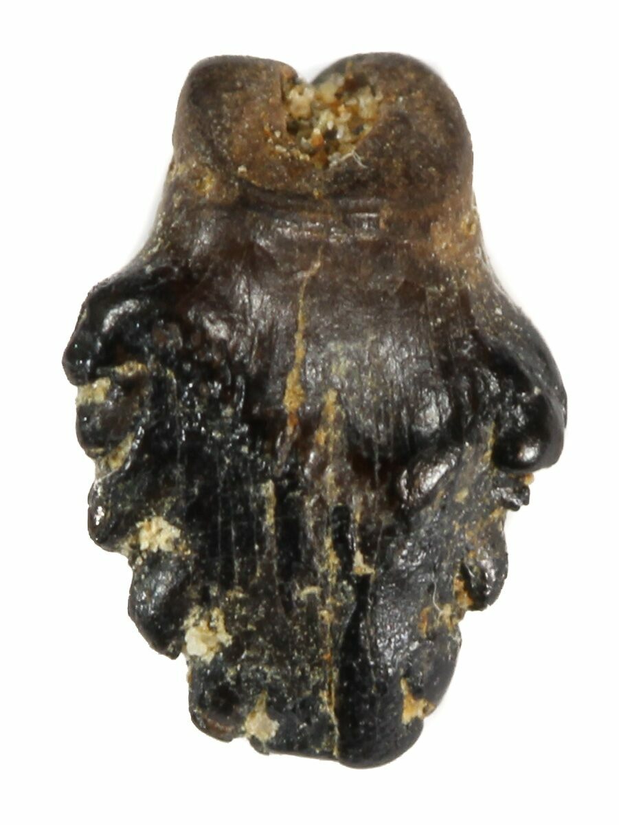 ankylosaurus fossil for sale