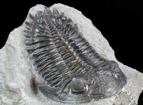 Hollardops Trilobite - Large Specimen #43514
