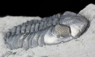 Eldredgeops Trilobite With Nice Eyes - New York #43797
