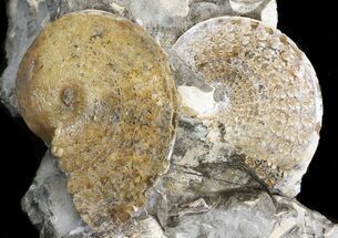 Two Sphenodiscus Ammonite Cluster - South Dakota #43911