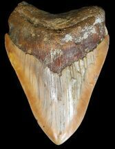 Rare Moroccan Megalodon Tooth - #44141
