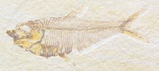 Green River Fossil Fish For Sale - FossilEra.com