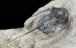 Long-Spined Cyphaspis Eberhardiei Trilobite #44451
