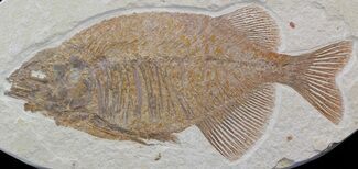 Large, Phareodus Fish Fossil - Scarce Species #44538