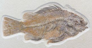 Large Priscacara Serrata Fossil Fish - Wyoming #44540